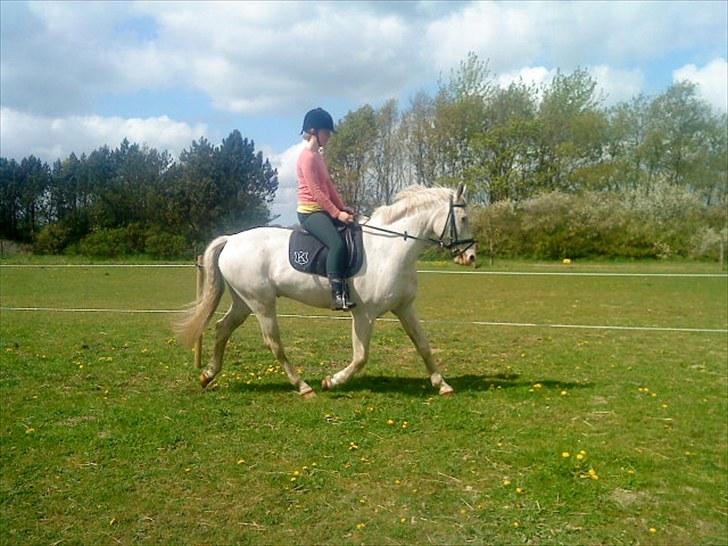 Knabstrupper Prins billede 5