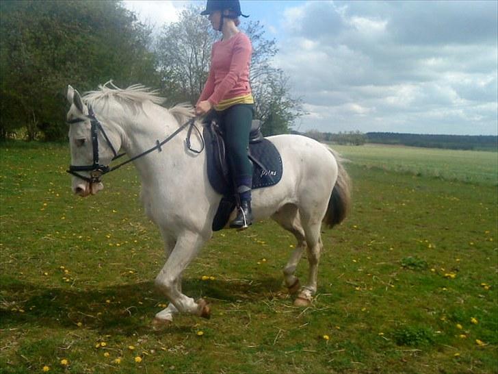 Knabstrupper Prins billede 6