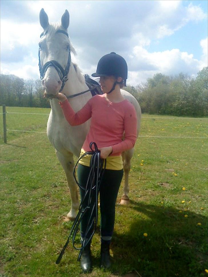 Knabstrupper Prins billede 7