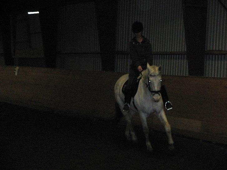 Knabstrupper Prins billede 8