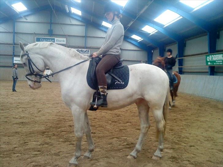 Knabstrupper Prins billede 9