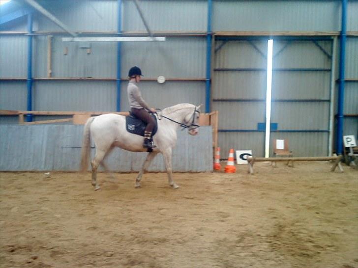 Knabstrupper Prins billede 10