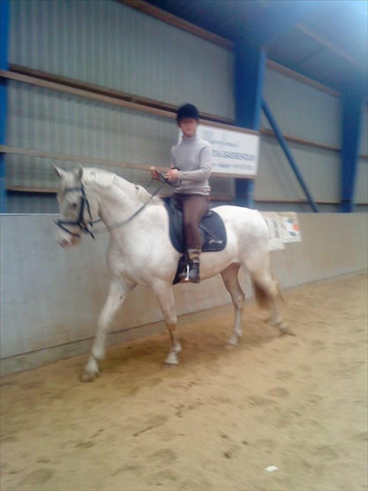 Knabstrupper Prins billede 11