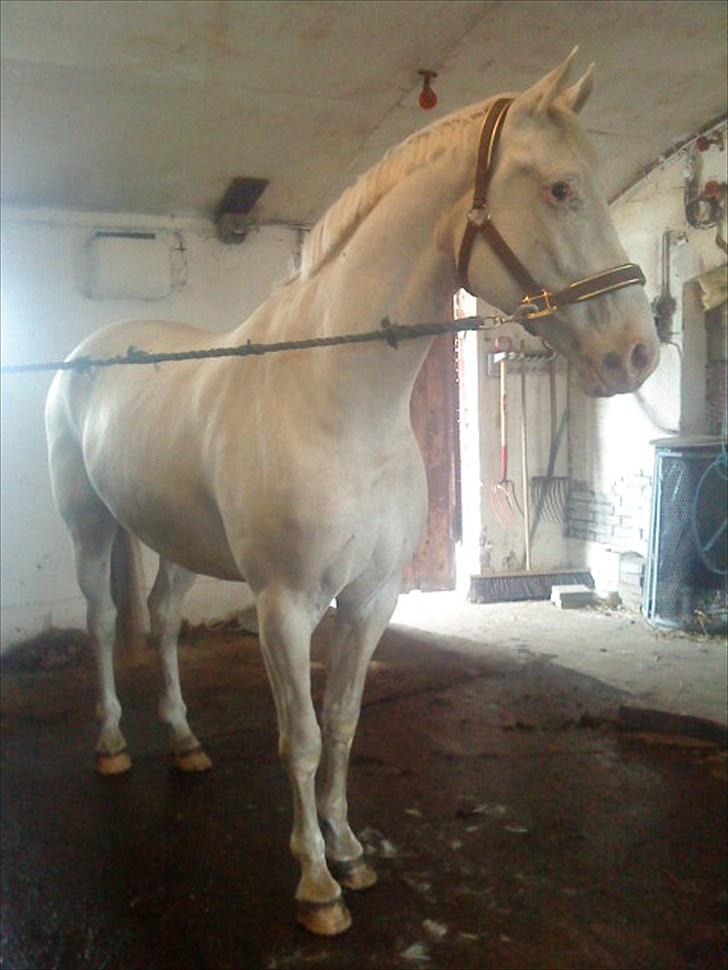 Knabstrupper Prins billede 12