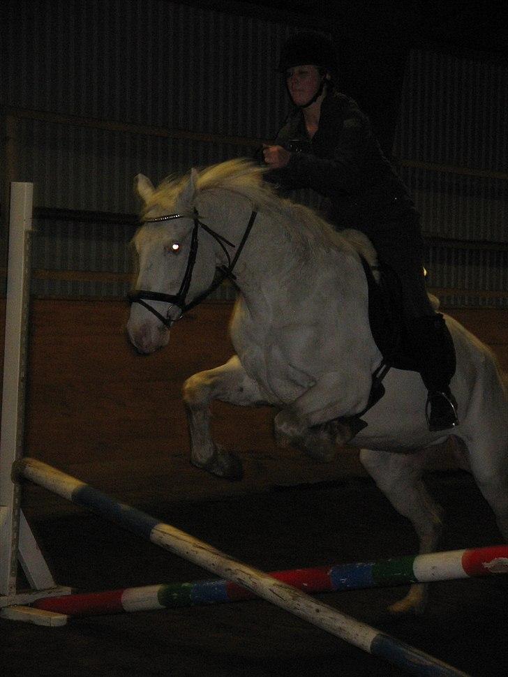 Knabstrupper Prins billede 13