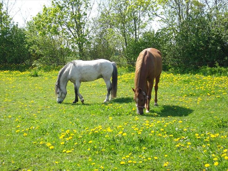 Welsh Pony (sec B) Bangs Tempo *SOLGT* - polle & temsen  (D. 20/5-2010) billede 12