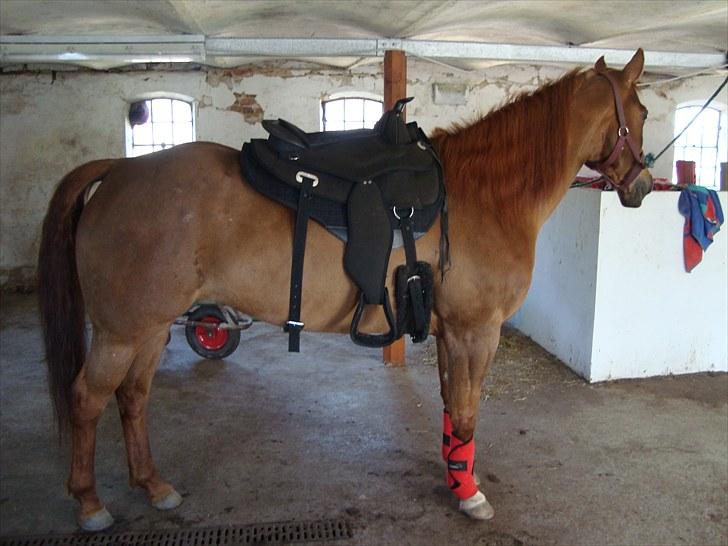 Quarter Skips Bu   *R.I.P* billede 8