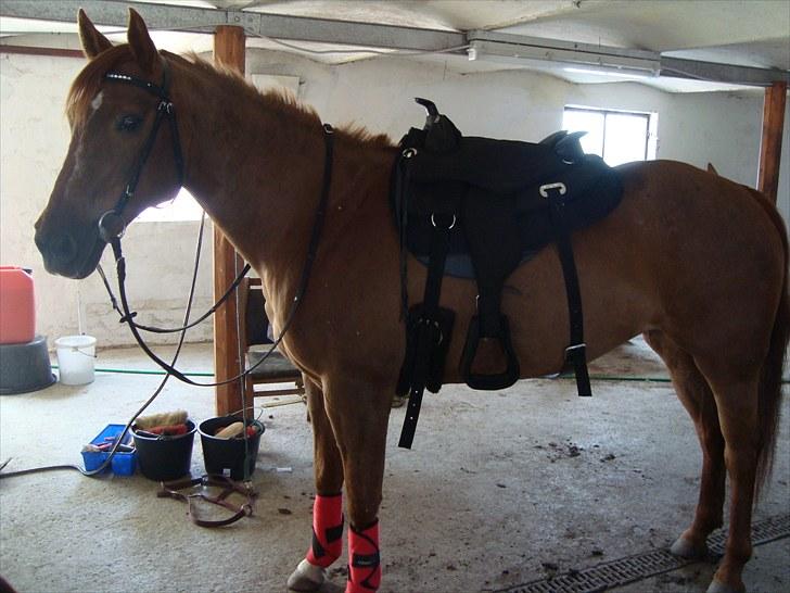 Quarter Skips Bu   *R.I.P* billede 9