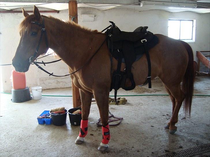 Quarter Skips Bu   *R.I.P* billede 10