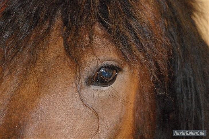 Nordsvensk Skovhest Lukas billede 5