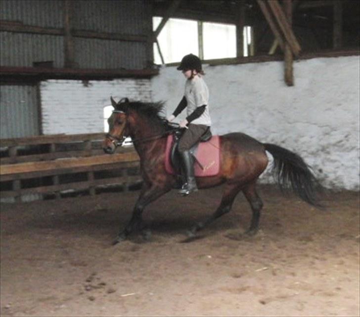 DSP Mølbjerggårds Sephora billede 1