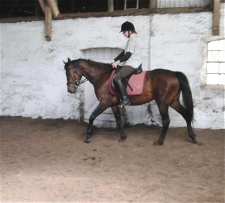 DSP Mølbjerggårds Sephora billede 2