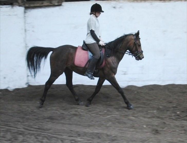 DSP Mølbjerggårds Sephora billede 3