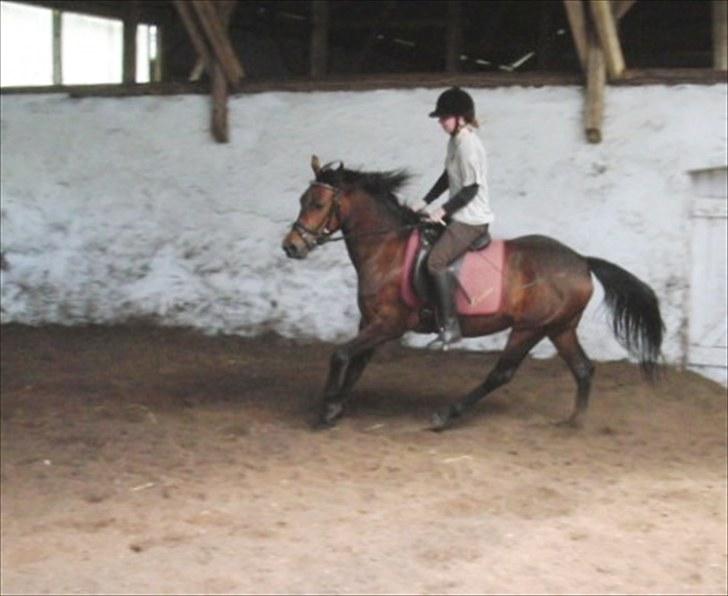 DSP Mølbjerggårds Sephora billede 4