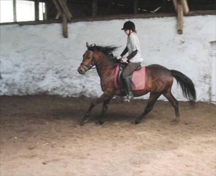 DSP Mølbjerggårds Sephora billede 5