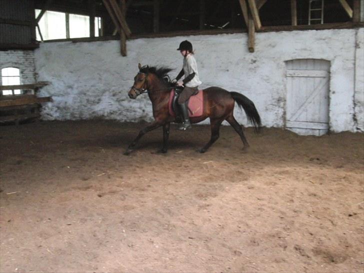 DSP Mølbjerggårds Sephora billede 6