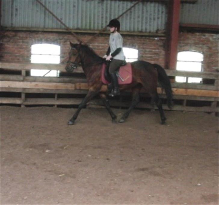 DSP Mølbjerggårds Sephora billede 7