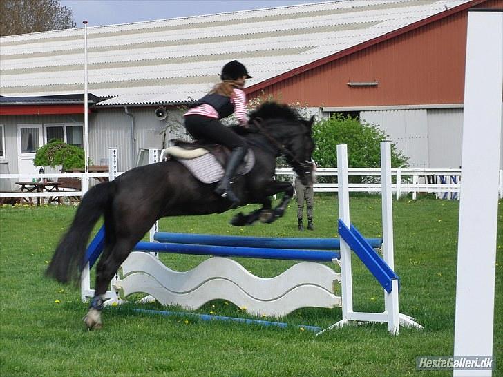 Anden særlig race Lady billede 5