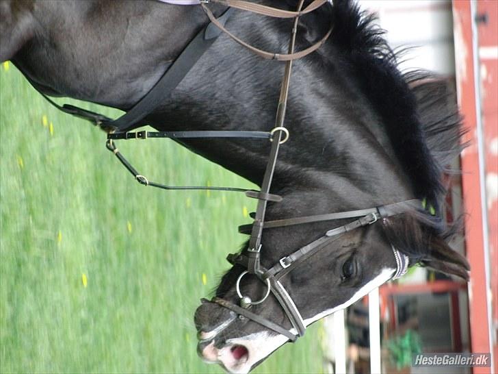 Anden særlig race Lady billede 6