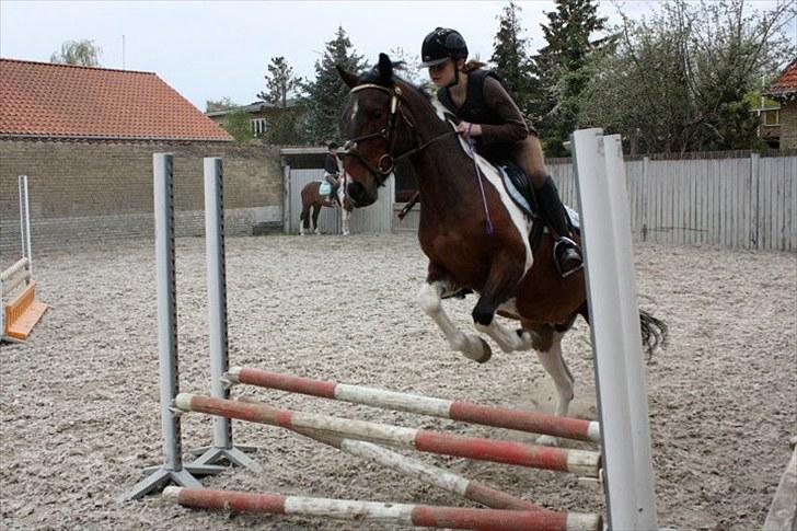 Anden særlig race Apache<3 rider ikke mere - Springer på banen :D Foto Pernille :D tak billede 19