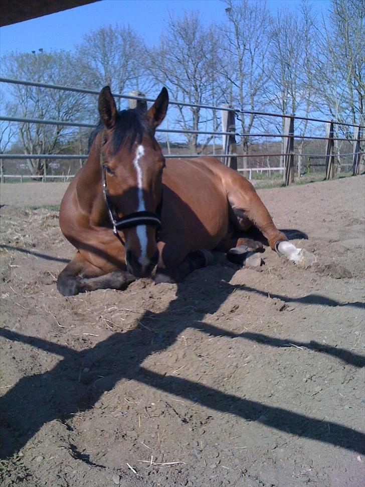 Tysk Oldenburger Lacoste billede 10