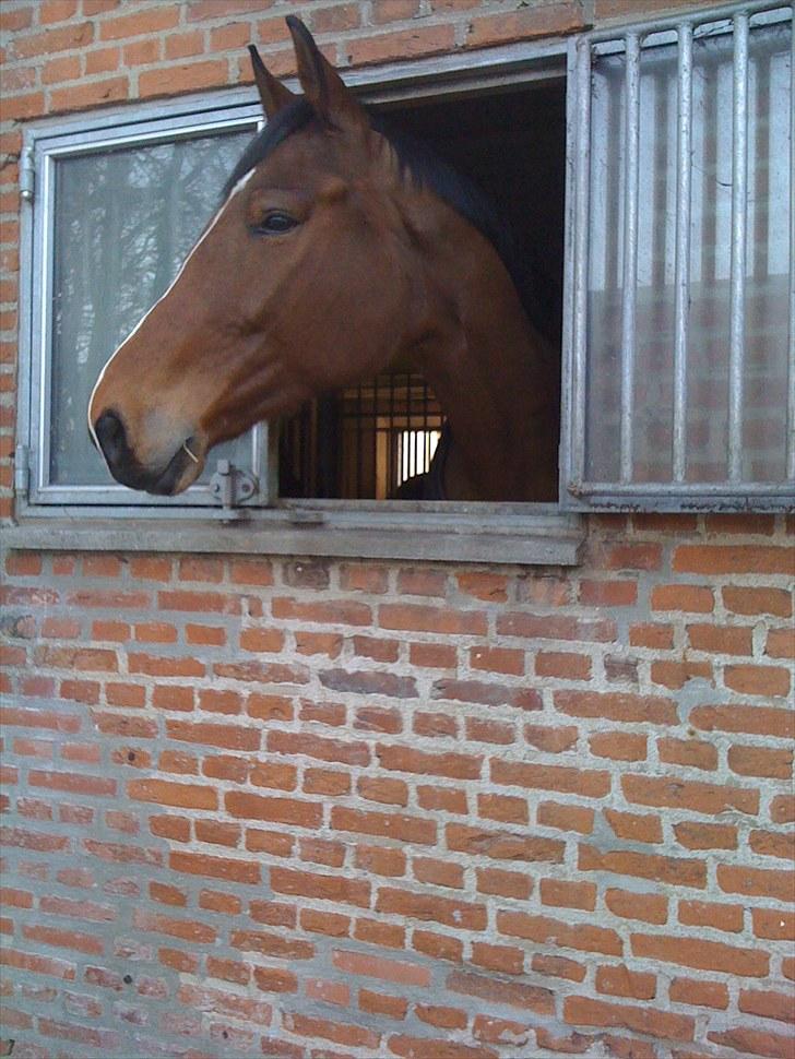 Tysk Oldenburger Lacoste billede 11