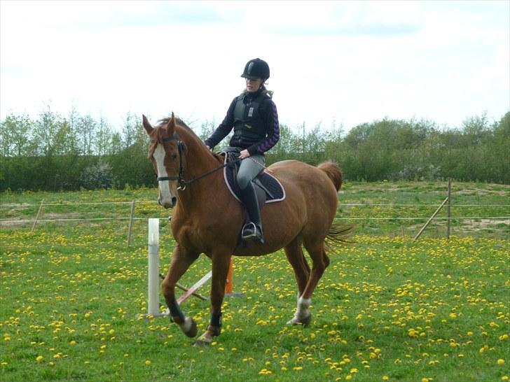 Dansk Varmblod Petra - Velkommen ! Træning i Maj:) billede 1