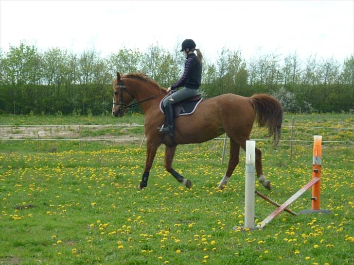 Dansk Varmblod Petra - :) billede 2