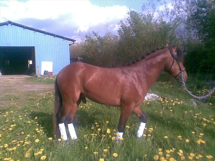 Anden særlig race Gavnbogårds Asterix - Leger lidt med opstilling, og klar gøring til stævner.  billede 10