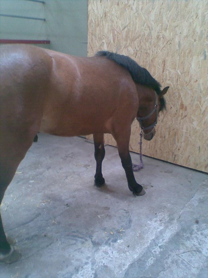 Anden særlig race Gavnbogårds Asterix - 2år billede 7