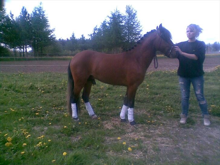 Anden særlig race Gavnbogårds Asterix - Han har lidt svært ved at stå stille så måtte lige ligge en hånd på næsen af ham  billede 9