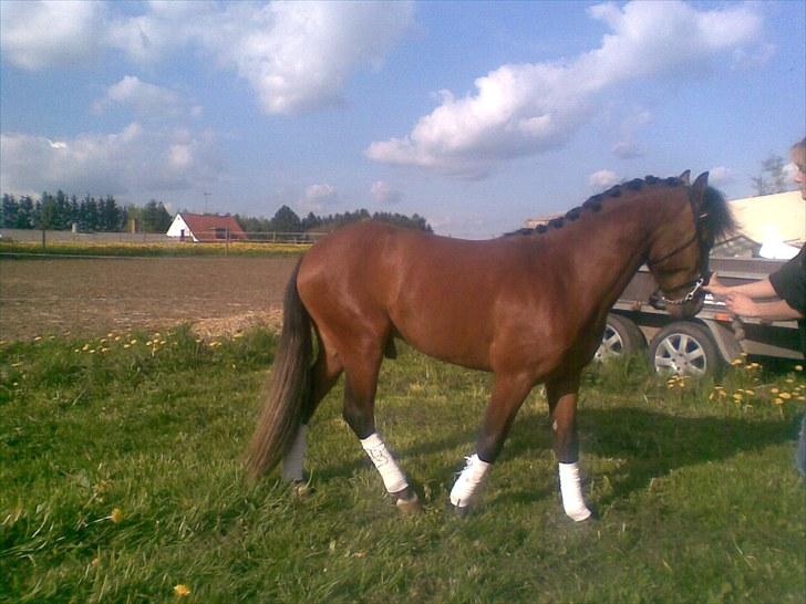 Anden særlig race Gavnbogårds Asterix - Asterix gad ikke ha´ taget flere billeder, så han gik -.-´ billede 8