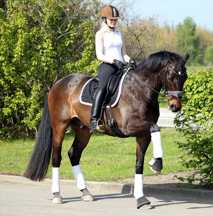 Holstener Licairo SOLGT billede 20