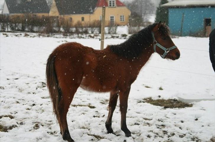 Anden særlig race Gavnbogårds Asterix - En lille Asterix i sne. Vinter 09 billede 4