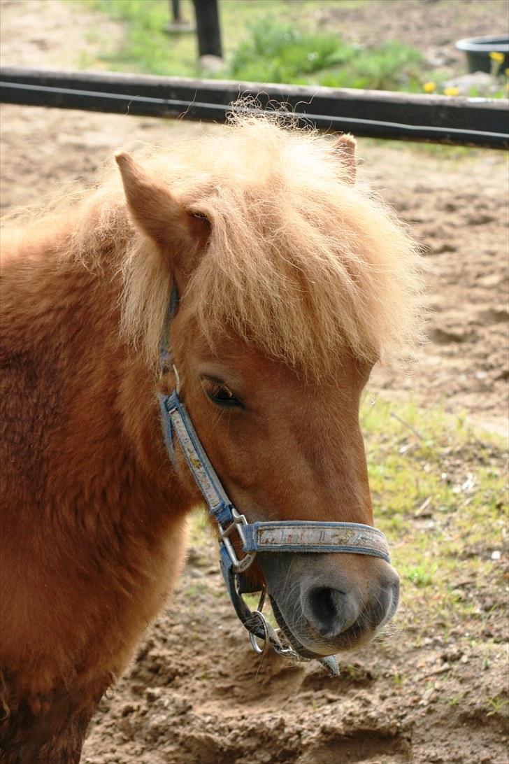 Anden særlig race Lille-Mille - 1. dag på Louiselund billede 7