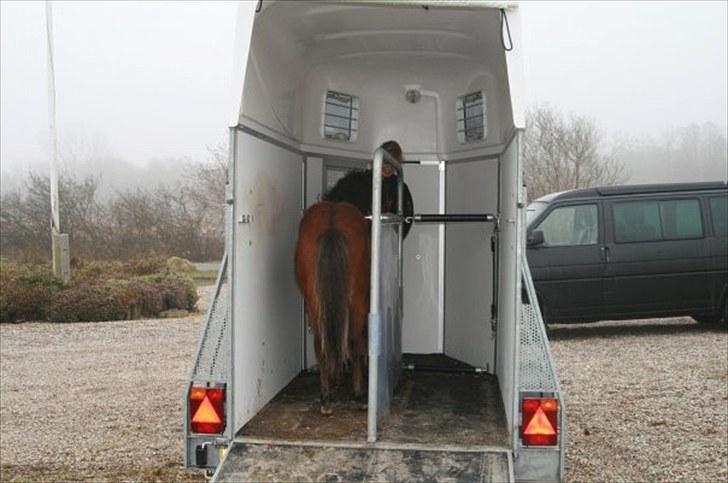 Anden særlig race Gavnbogårds Asterix - Første tur i tralier, Efter 5minutter stod han inde ;D billede 5