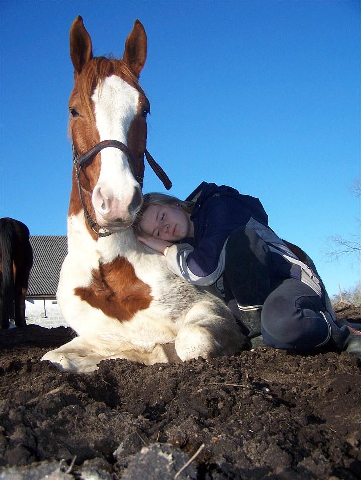 Pinto Midnights Supreme [Solgt] - Sup og Linda efter en hård dag, begge meget trætte.| Foto: Dorte Jensen/mig billede 6
