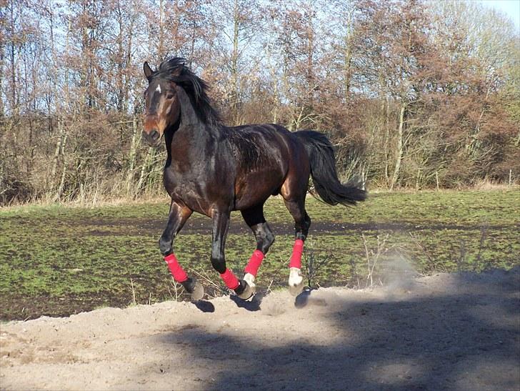 Dansk Varmblod Grønvangs Trigger |Trigs| - Trigger efter ridning, han får lige krudtet noget indebrændt vildskab af. | Taget af mig/Grønvang billede 40