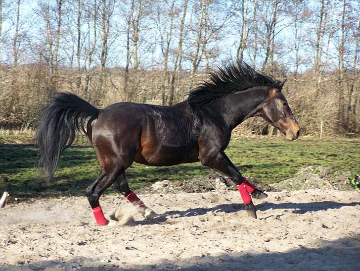 Dansk Varmblod Grønvangs Trigger |Trigs| - Trigs i fuld fart | Taget af mig/Grønvang billede 18