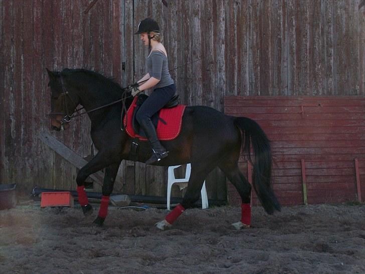 Dansk Varmblod Grønvangs Trigger |Trigs| - Trigs i galop | Taget af mig/Grønvang | Rytter: Linda Jensen(søs) billede 21