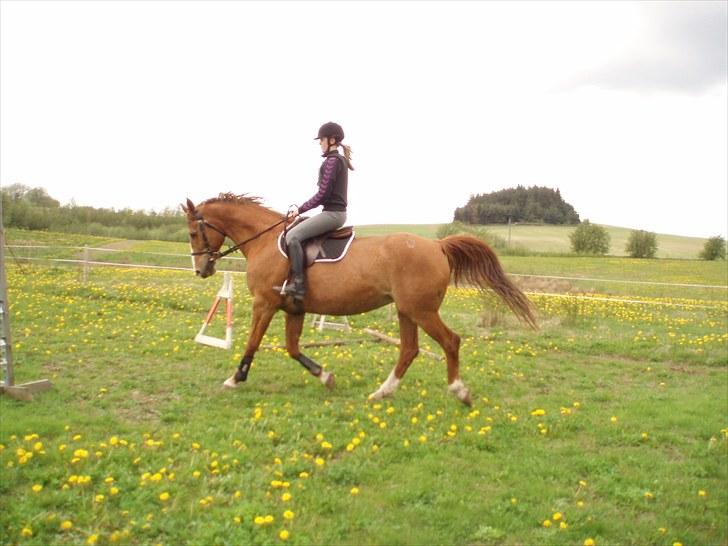 Dansk Varmblod Petra - Spring træning der hjemme :) billede 3