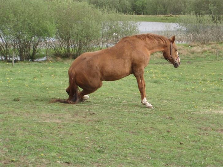 Dansk Varmblod Petra - Dejlig rulletur :P billede 4
