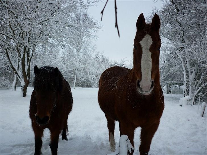 Dansk Varmblod Petra - Soya og Petra i sne`en. billede 5