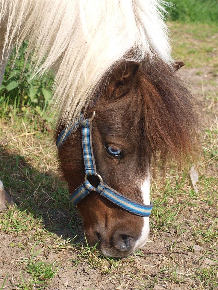 Shetlænder Mr. Blue Destiny billede 7