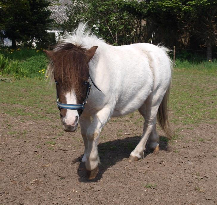 Shetlænder Mr. Blue Destiny billede 8