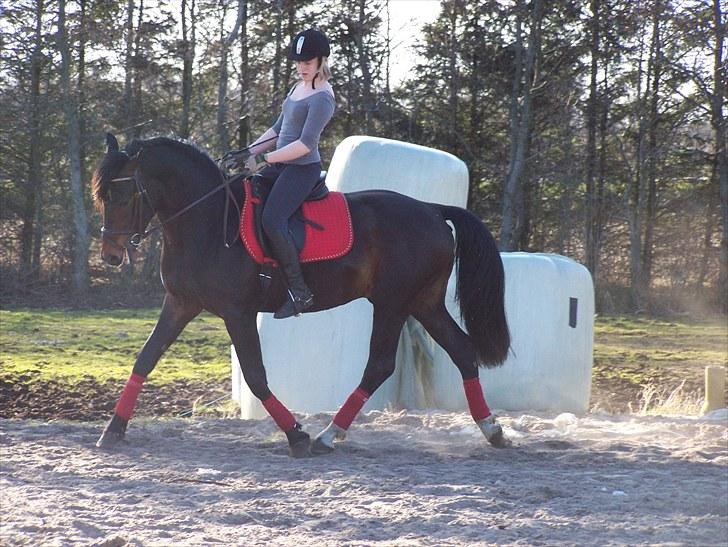 Dansk Varmblod Grønvangs Trigger |Trigs| - Trigs in trav.. whaa!! :D | Taget af mig/Grønvang | Rytter: Linda Jensen(søs) billede 9