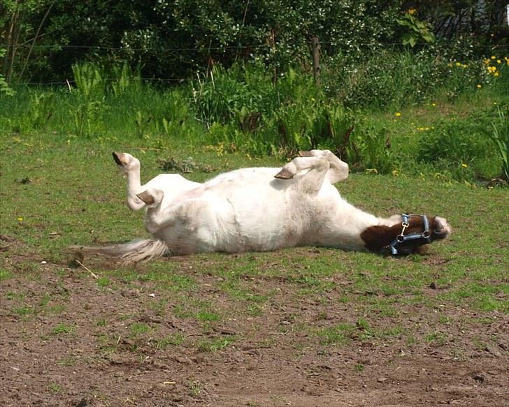 Shetlænder Mr. Blue Destiny billede 9