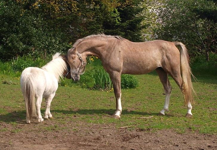 Shetlænder Mr. Blue Destiny billede 10