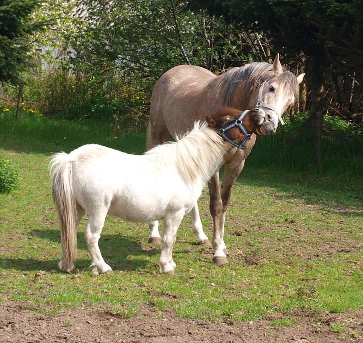 Shetlænder Mr. Blue Destiny billede 11