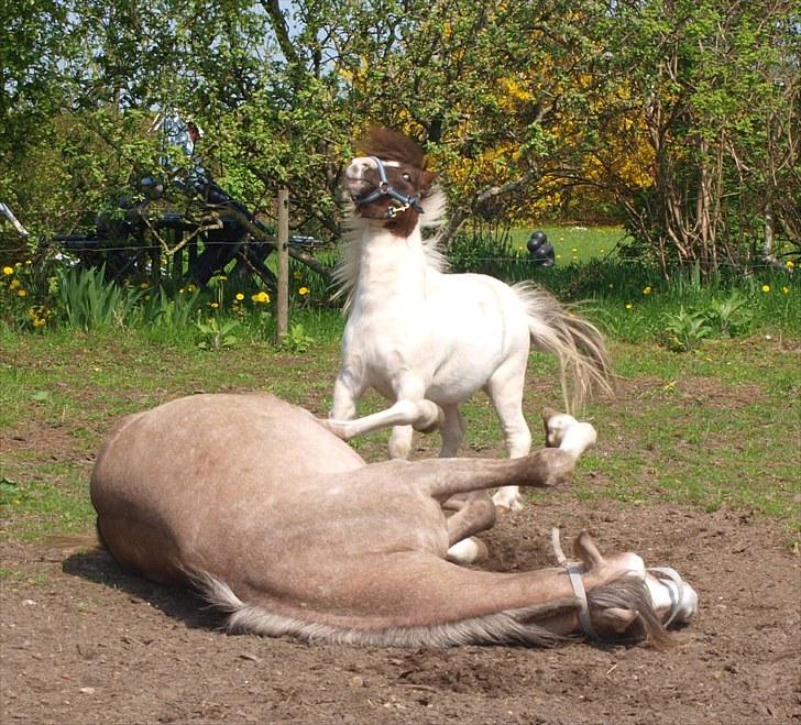 Shetlænder Mr. Blue Destiny billede 12